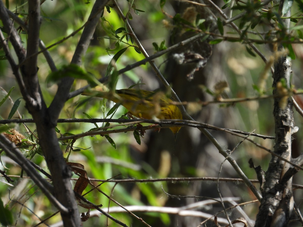 Yellow Warbler - ML618356462