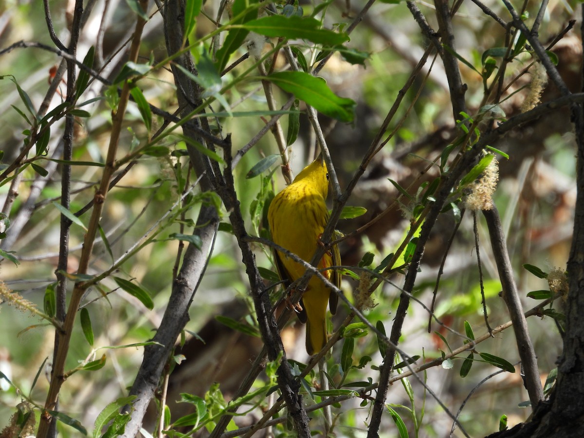 Yellow Warbler - ML618356464