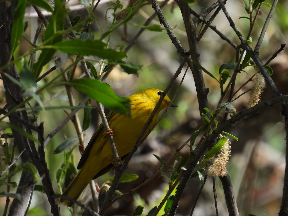 Yellow Warbler - ML618356465