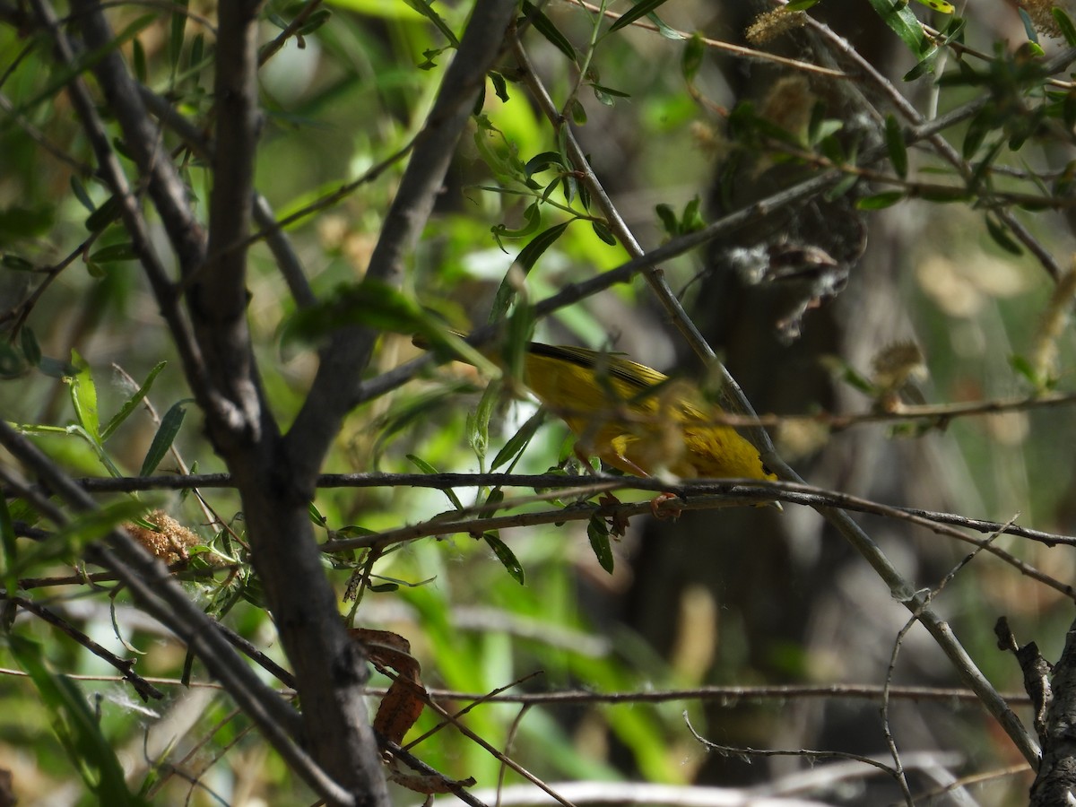 Yellow Warbler - ML618356466
