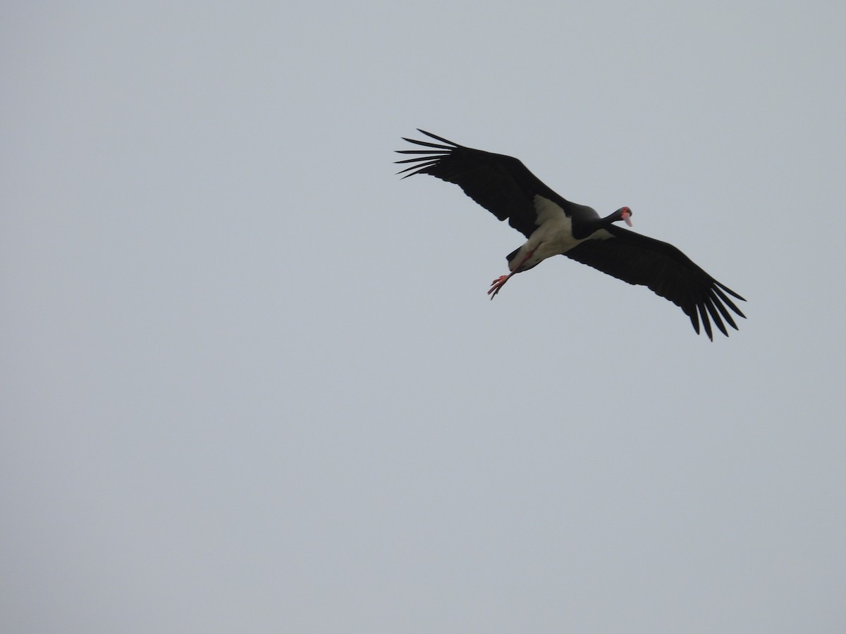 Black Stork - ML618356469