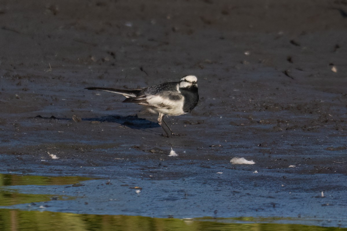 White Wagtail (Black-backed) - ML618356476