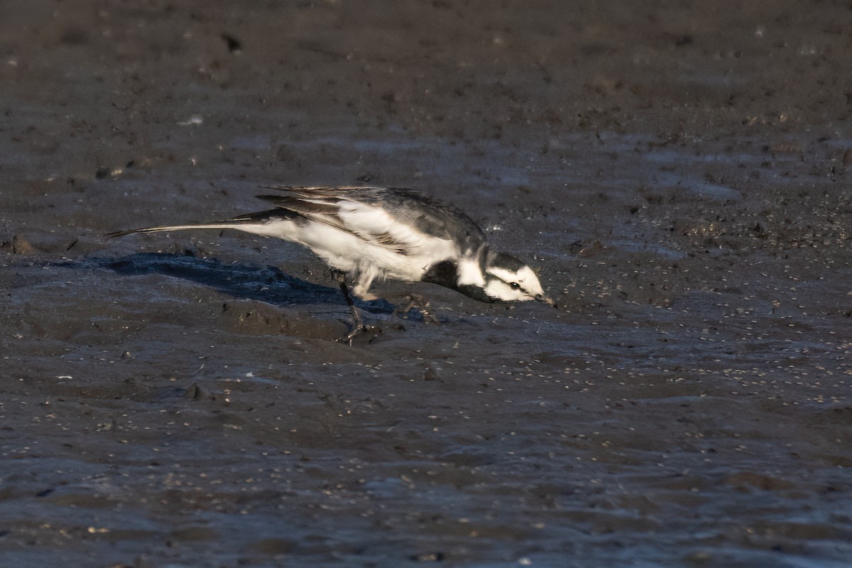 White Wagtail (Black-backed) - ML618356477