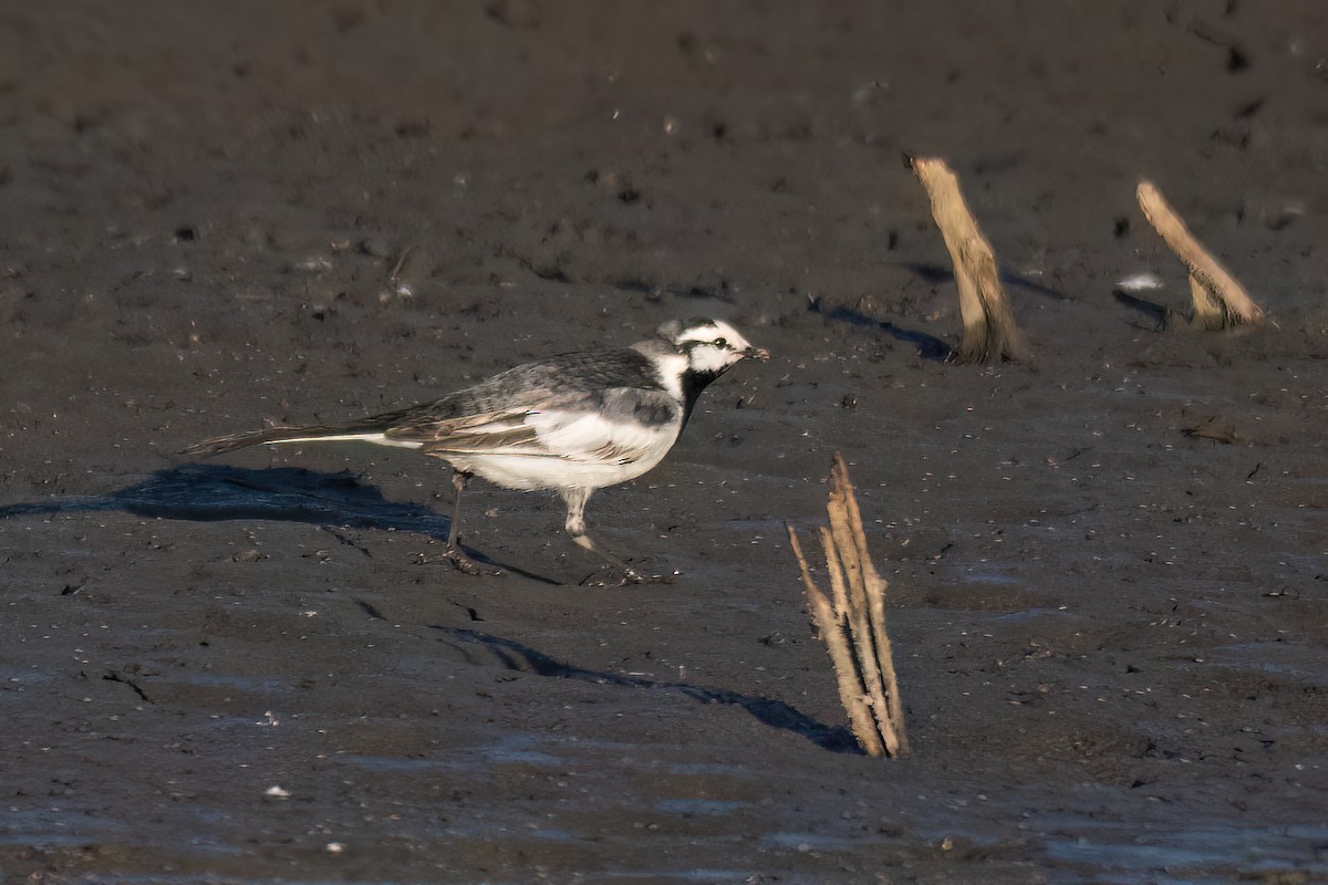 White Wagtail (Black-backed) - ML618356478