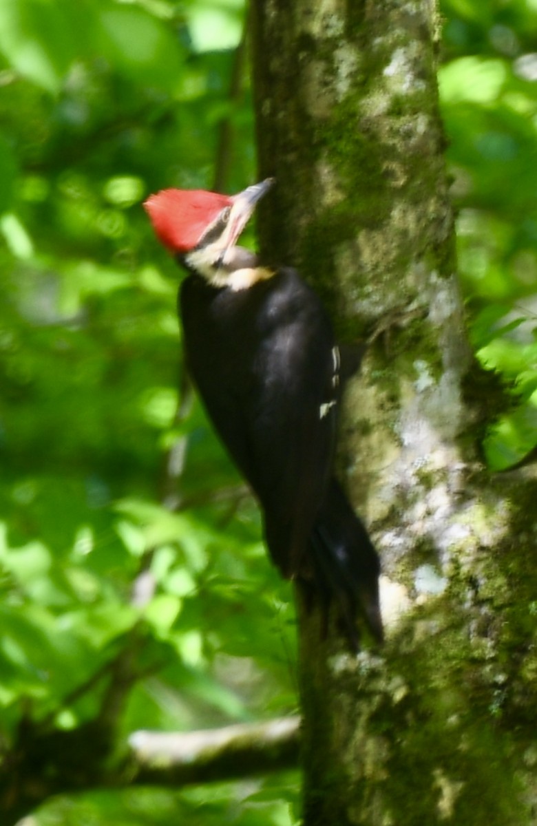 Pileated Woodpecker - ML618356505