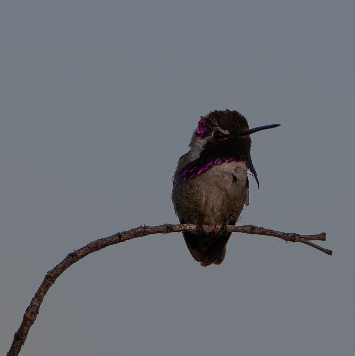 Costa's Hummingbird - ML618356511