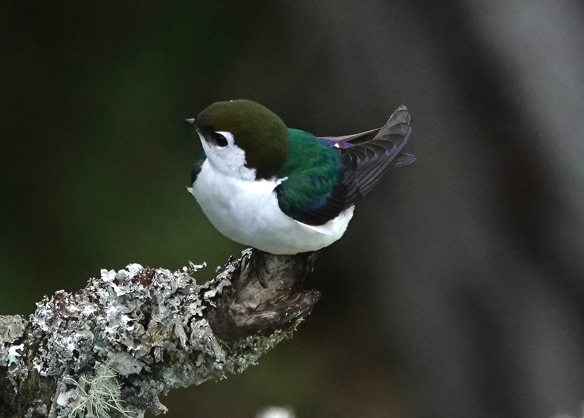Violet-green Swallow - ML618356534