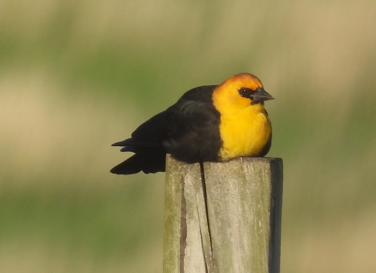 Yellow-headed Blackbird - ML618356583