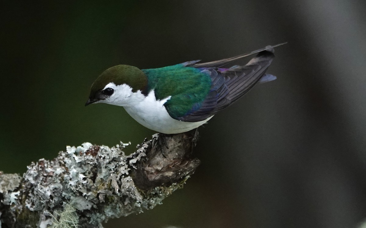 Violet-green Swallow - ML618356599