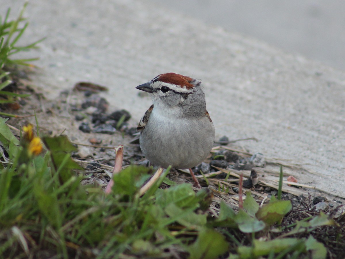 Chipping Sparrow - ML618356604