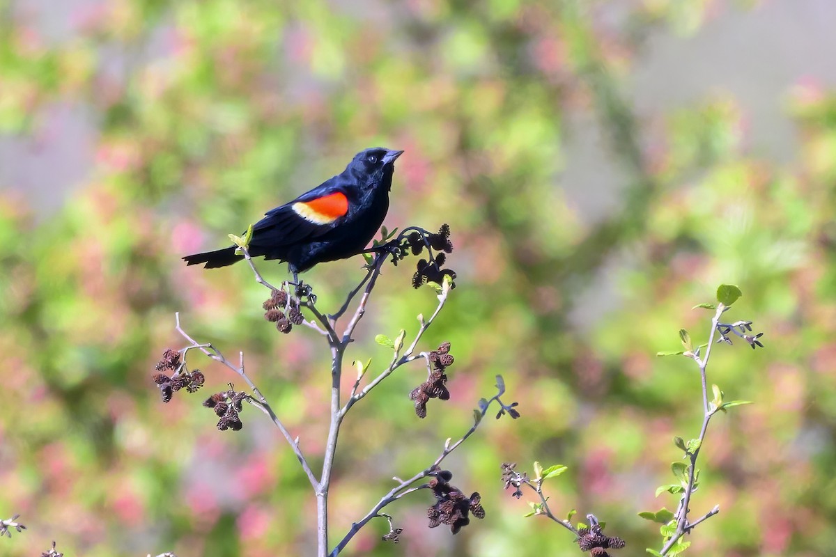 Red-winged Blackbird - ML618356627