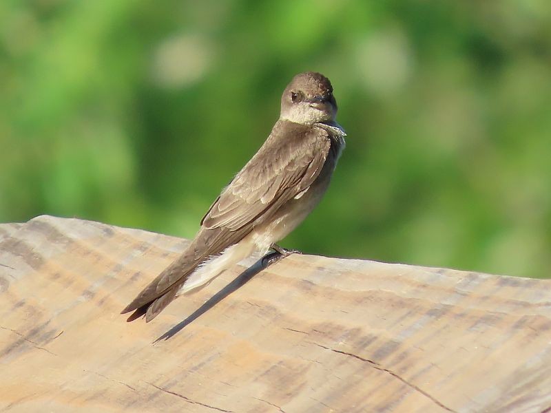 Northern Rough-winged Swallow - ML618356636