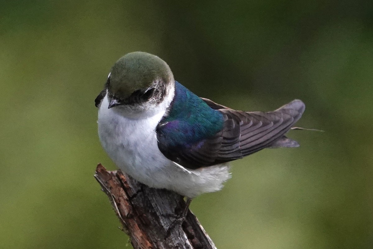 Violet-green Swallow - Ann Nightingale
