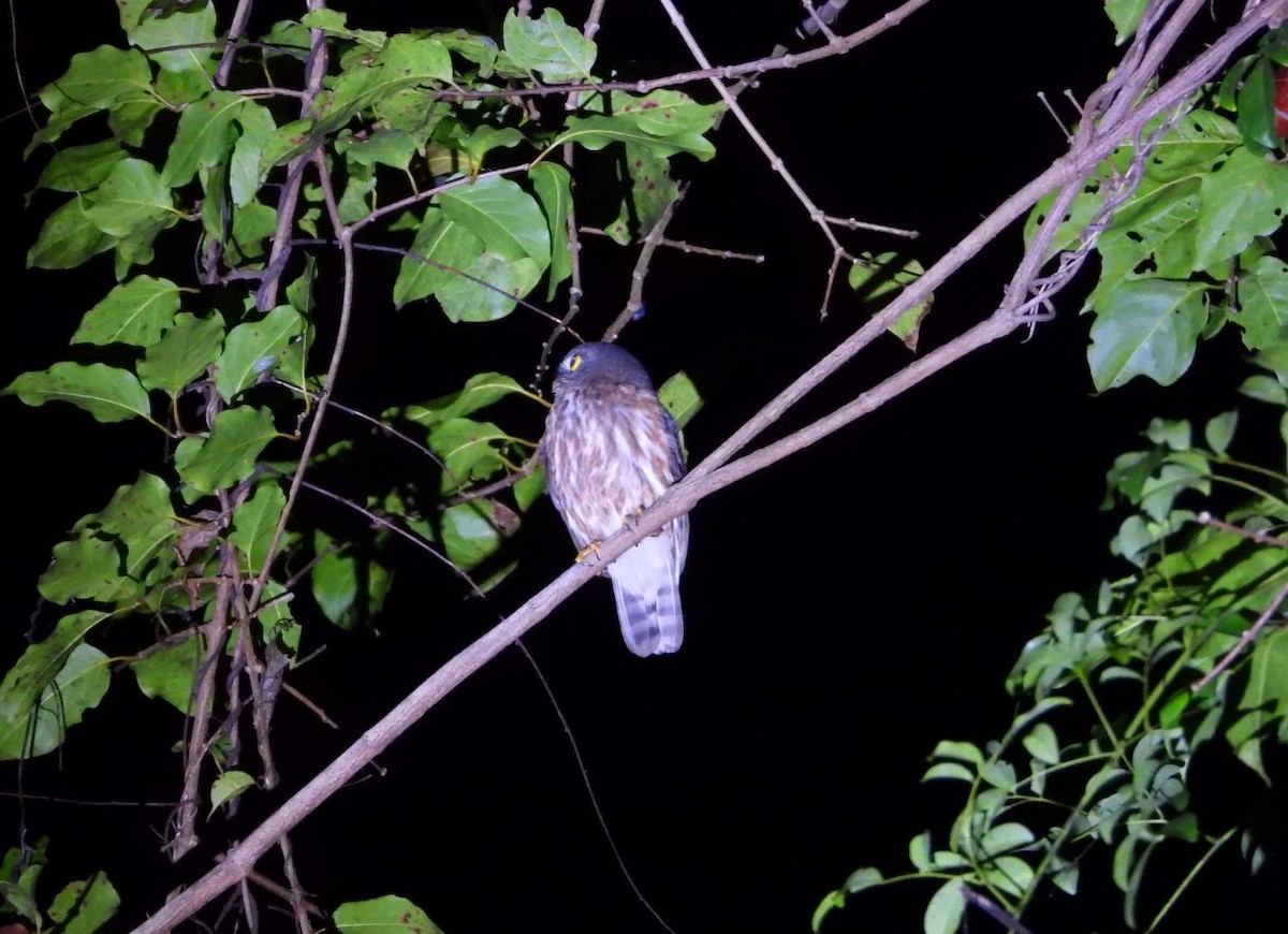 Андаманская иглоногая сова - ML618356658