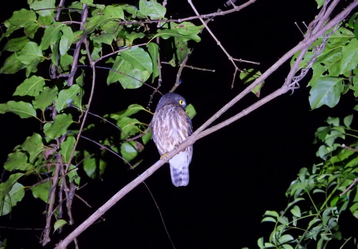 Андаманская иглоногая сова - ML618356660