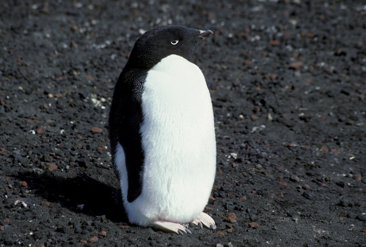 Pingüino de Adelia - ML618356680
