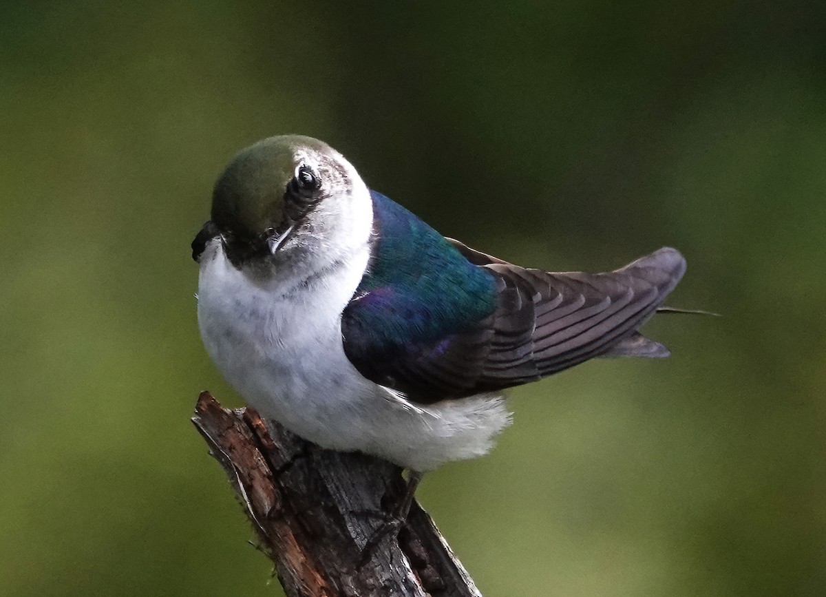 Violet-green Swallow - ML618356681
