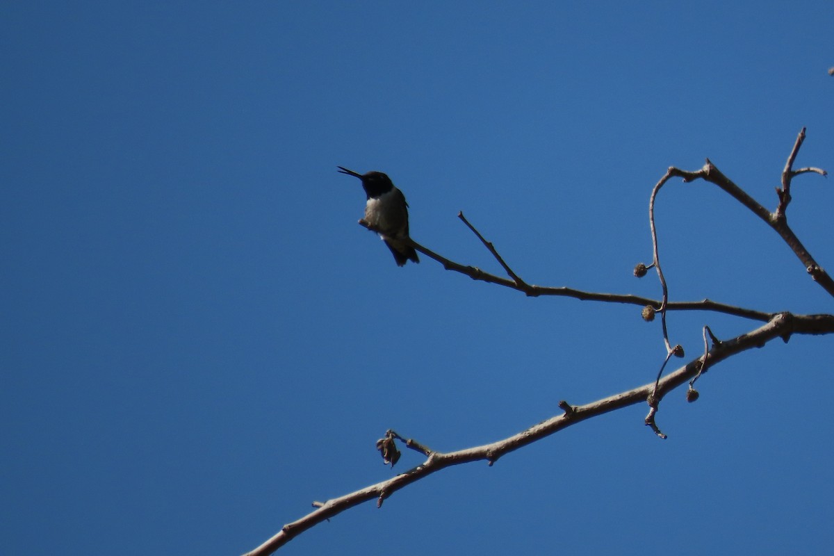 Black-chinned Hummingbird - ML618356688