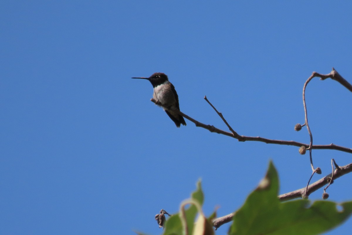 Black-chinned Hummingbird - Becky Turley