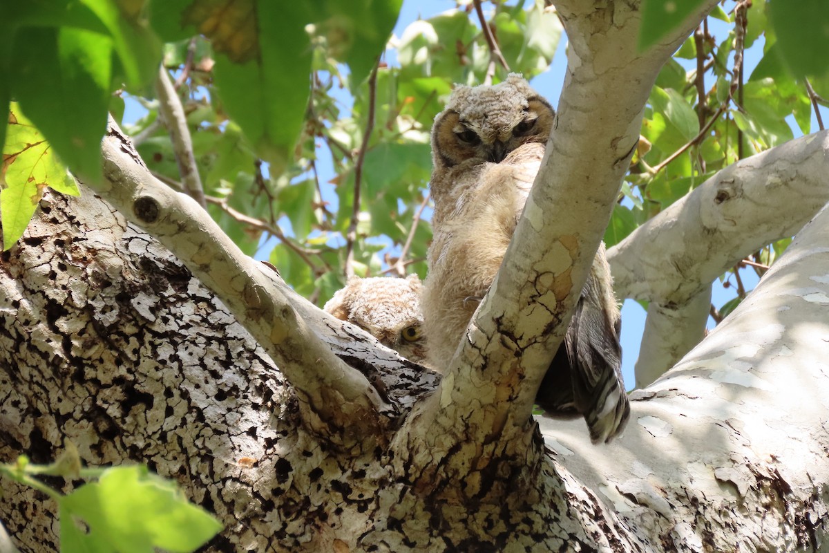 Great Horned Owl - ML618356700