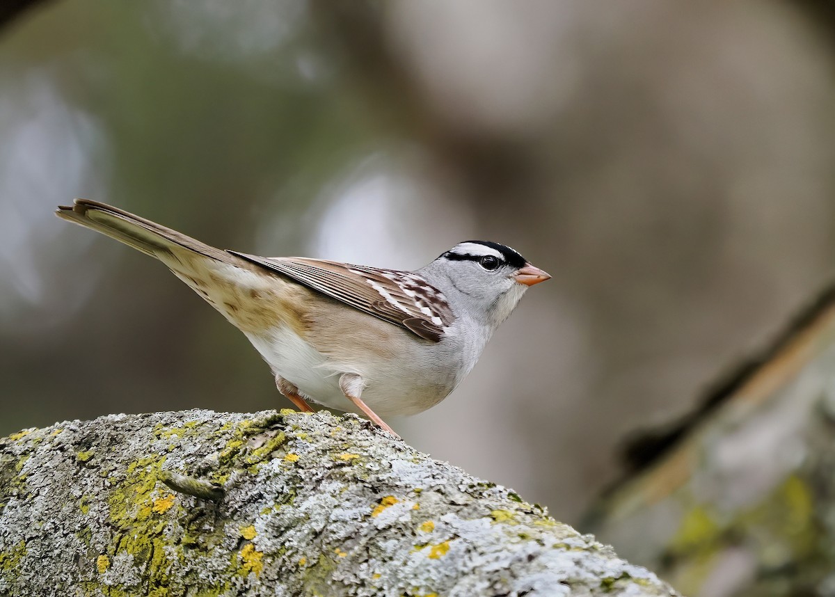 White-crowned Sparrow - Tony T
