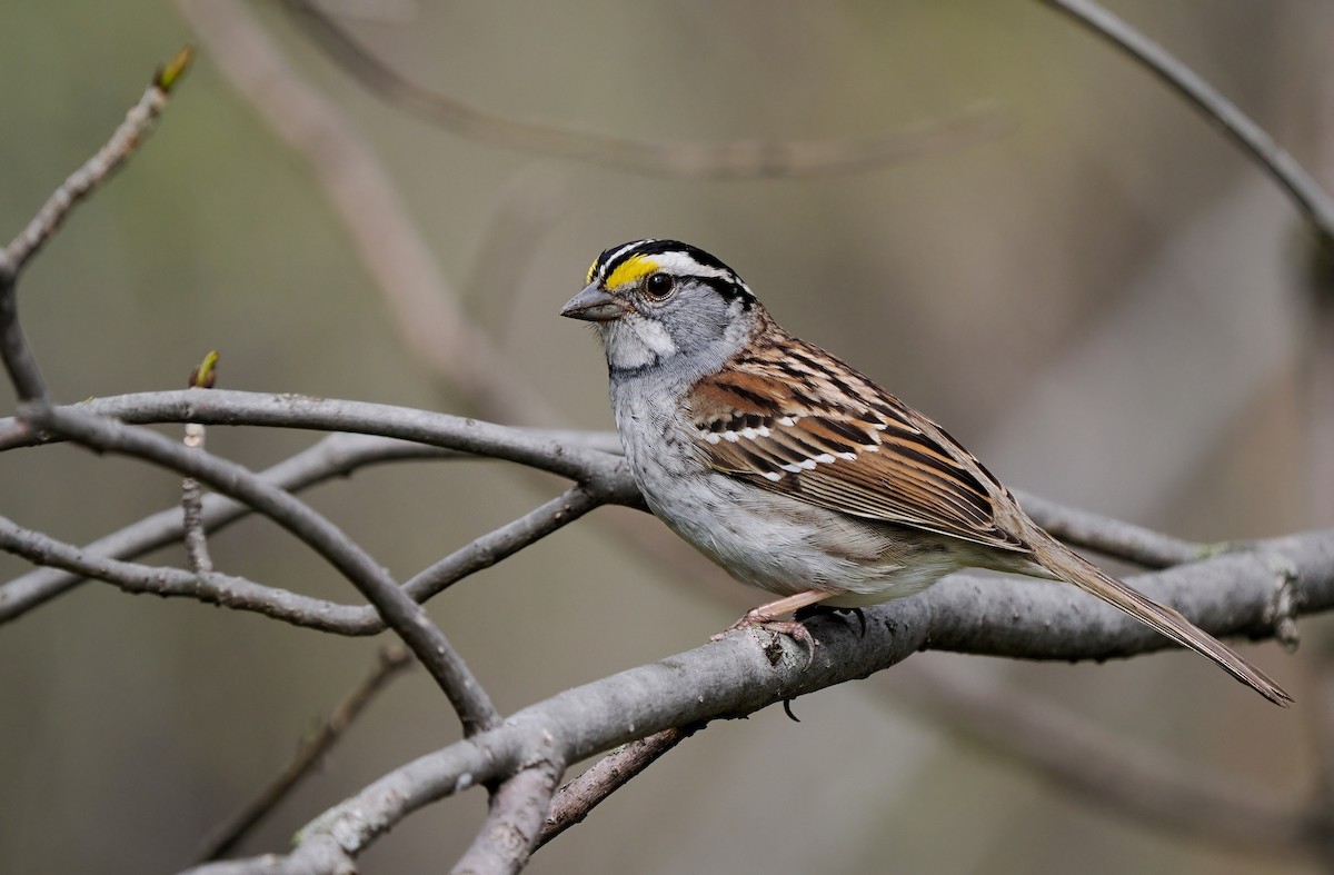 White-throated Sparrow - ML618356718