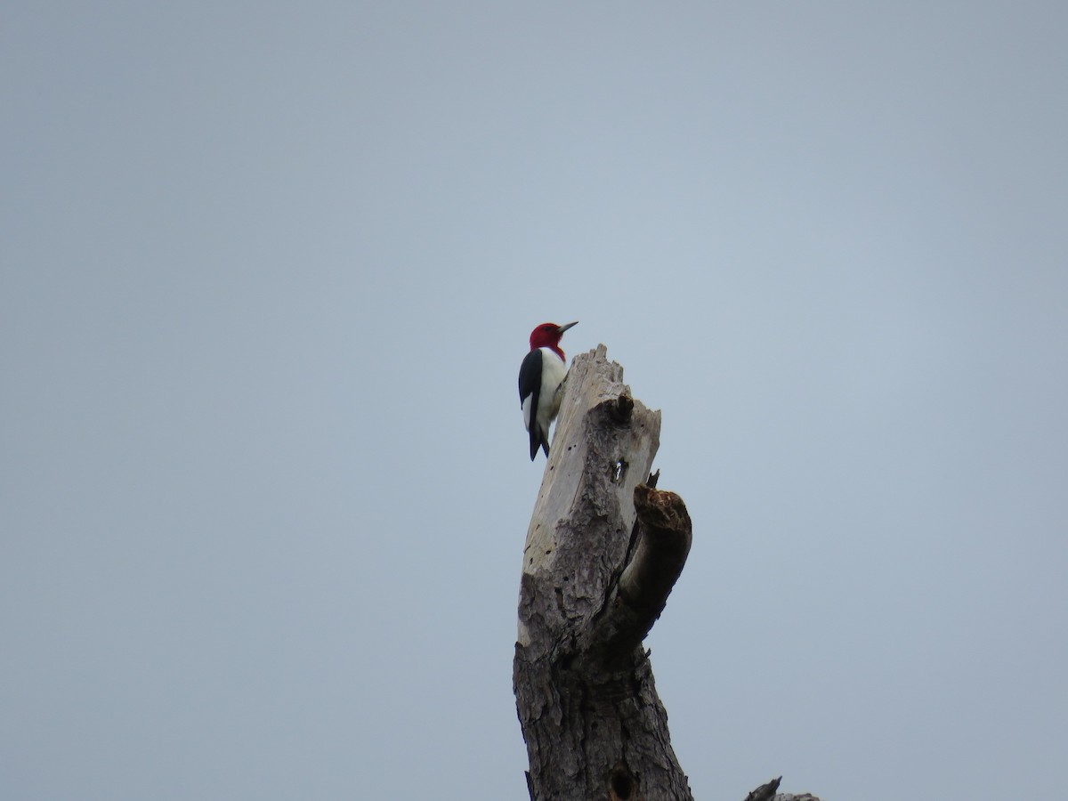 Red-headed Woodpecker - ML618356720