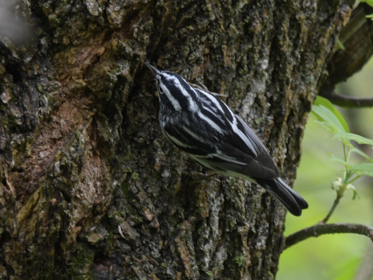 Black-and-white Warbler - ML618356722
