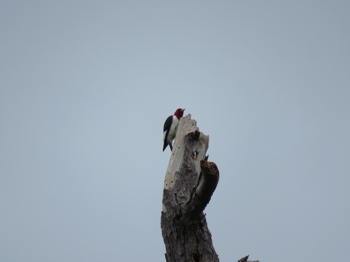 Red-headed Woodpecker - ML618356729