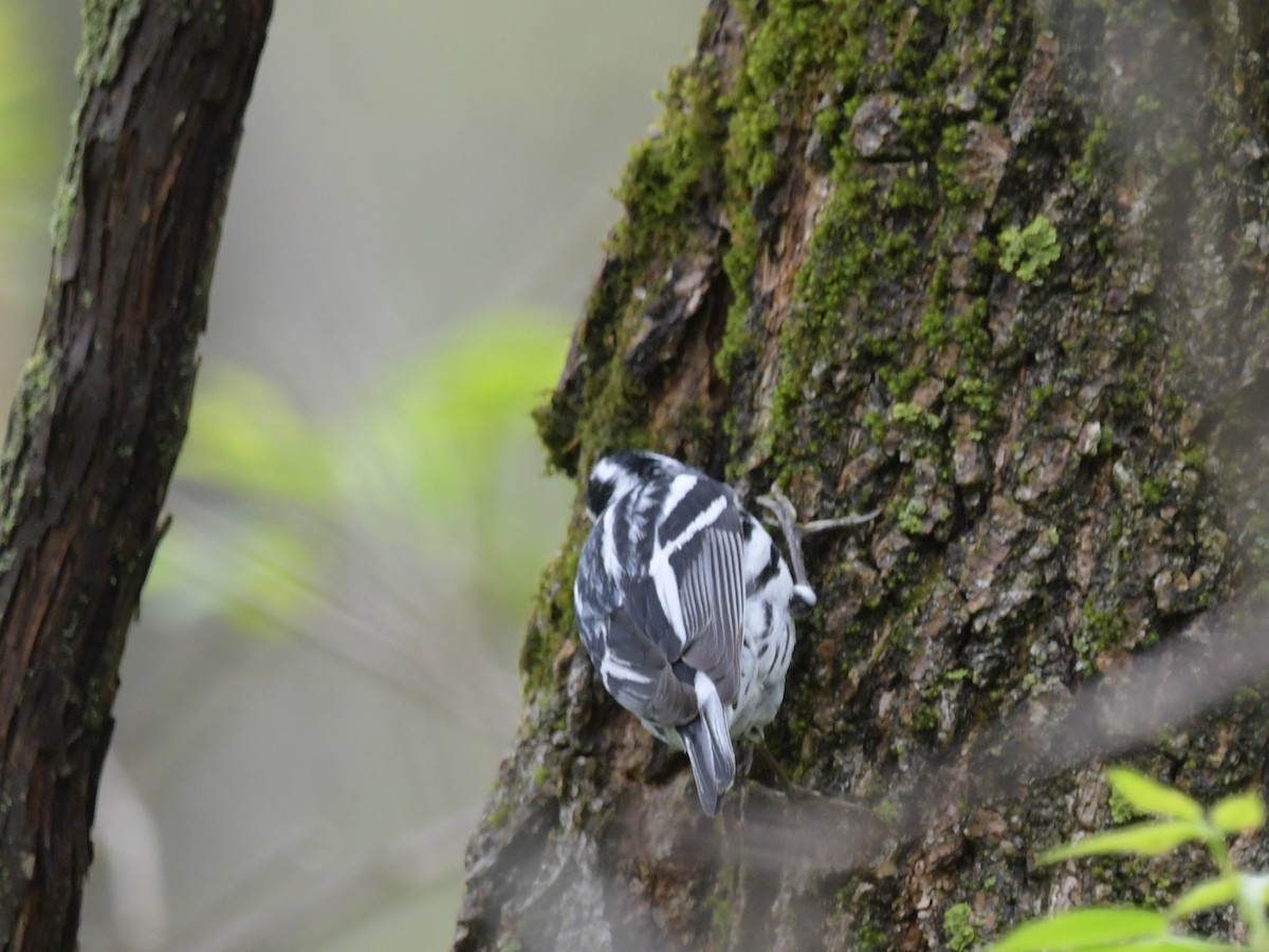 Black-and-white Warbler - ML618356733