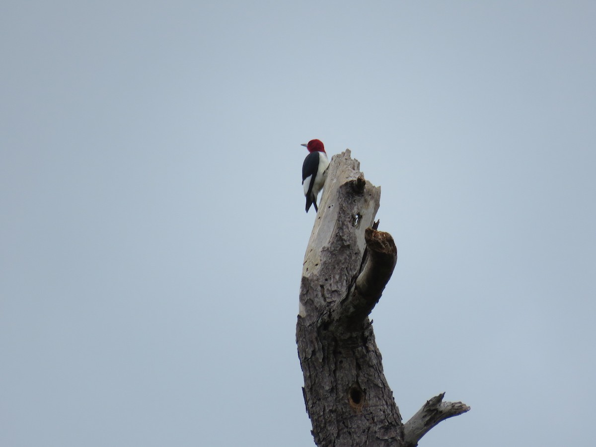 Red-headed Woodpecker - ML618356737
