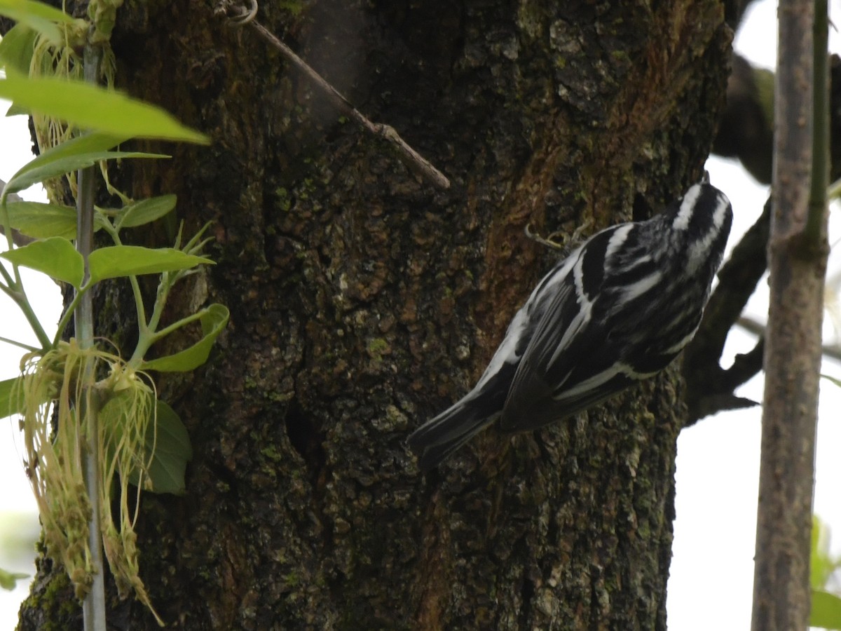 Black-and-white Warbler - ML618356738
