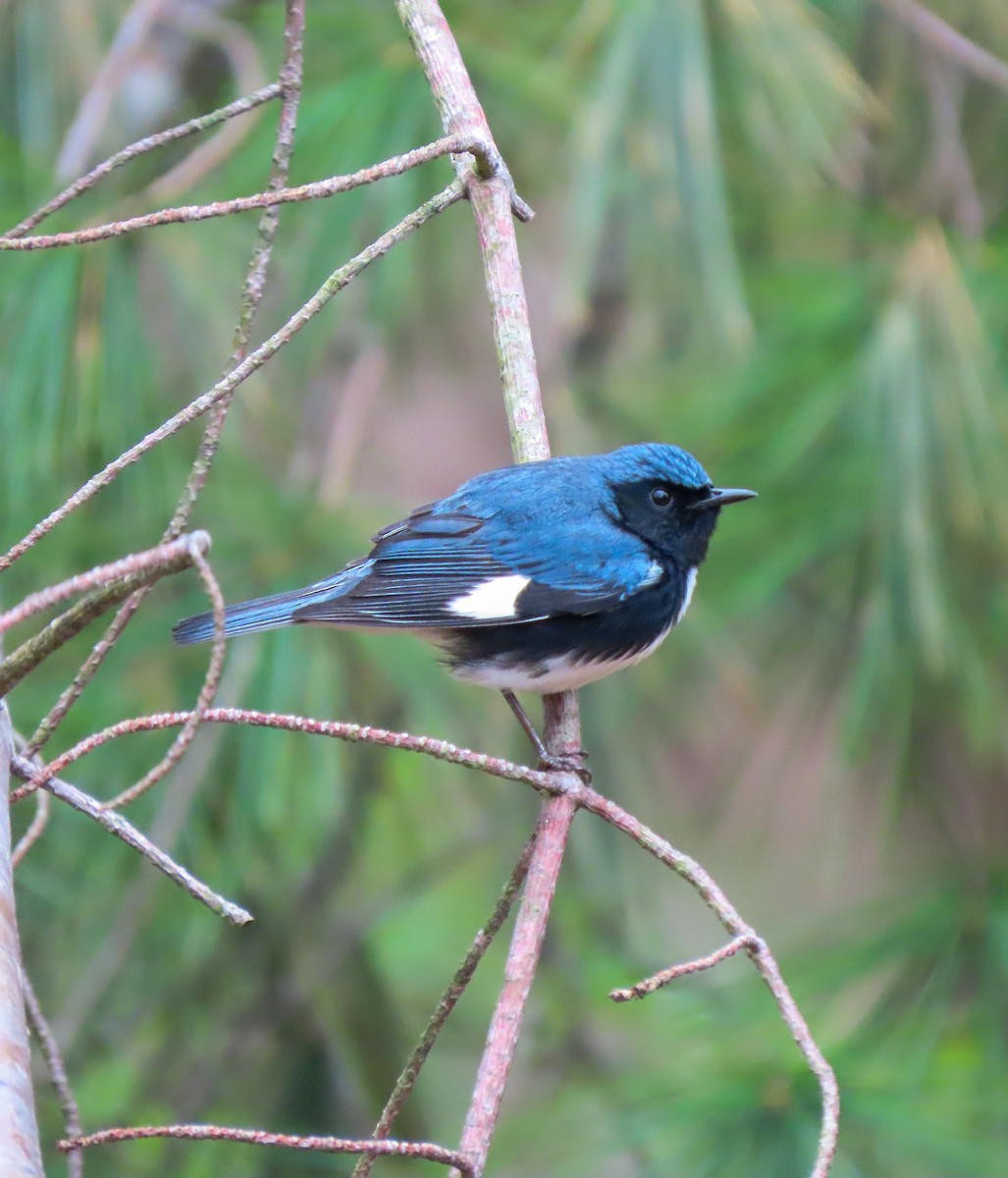 Black-throated Blue Warbler - ML618356743