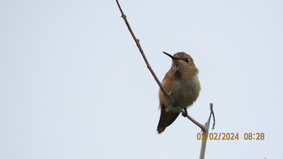 Allen's Hummingbird - ML618356792