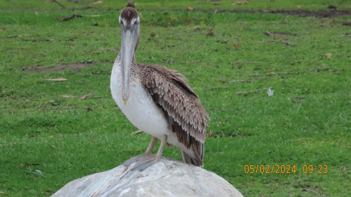 Brown Pelican - Zehava Purim-Adimor