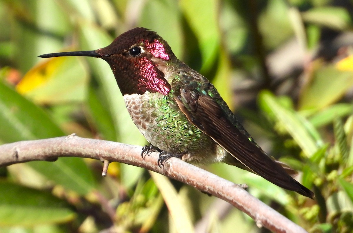 Anna's Hummingbird - ML618356809