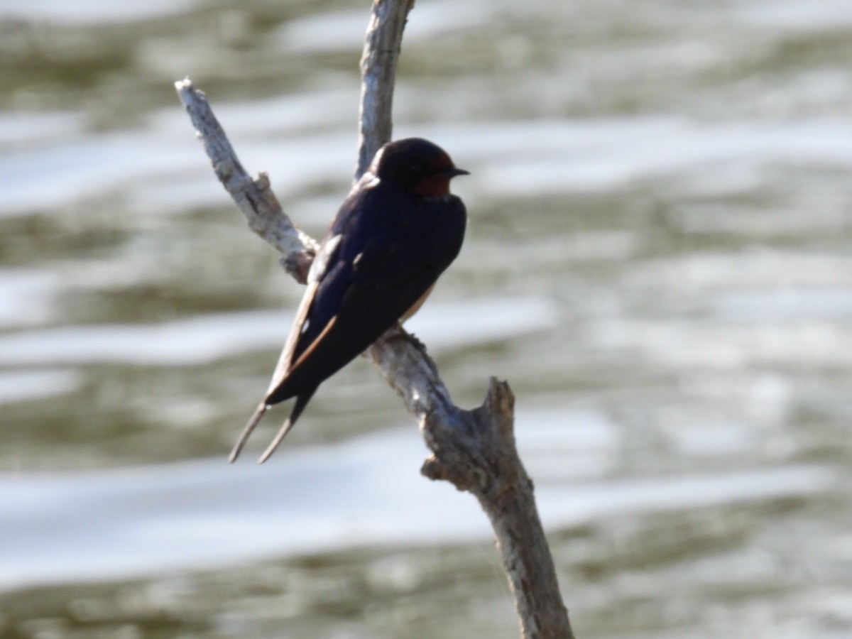 Barn Swallow - ML618356815