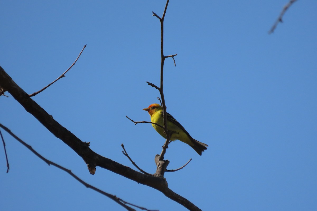Western Tanager - ML618356819