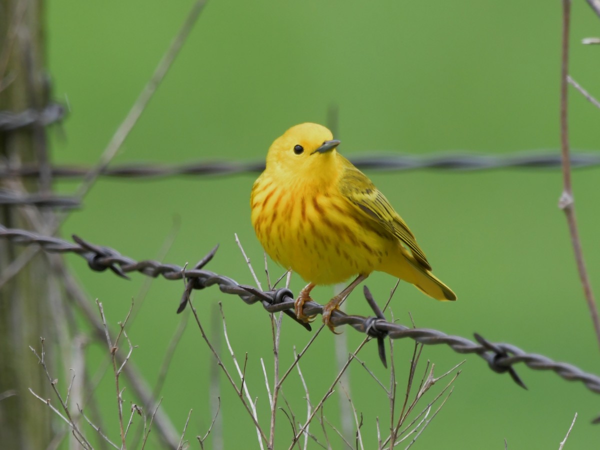 Yellow Warbler (Northern) - ML618356826