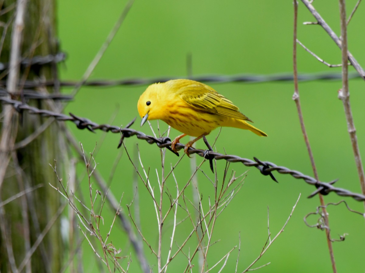 Yellow Warbler (Northern) - ML618356827