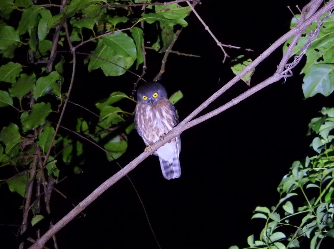 Андаманская иглоногая сова - ML618356831