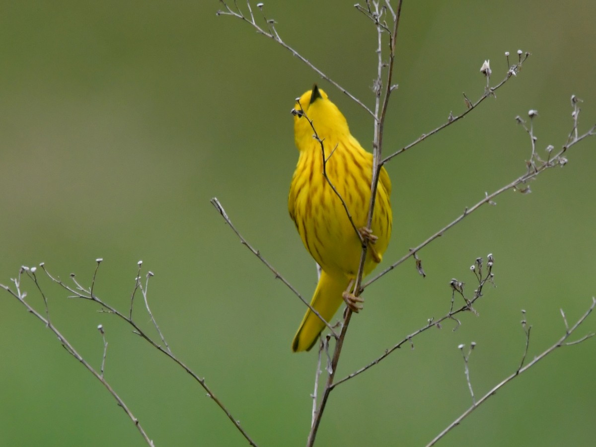Yellow Warbler (Northern) - ML618356833