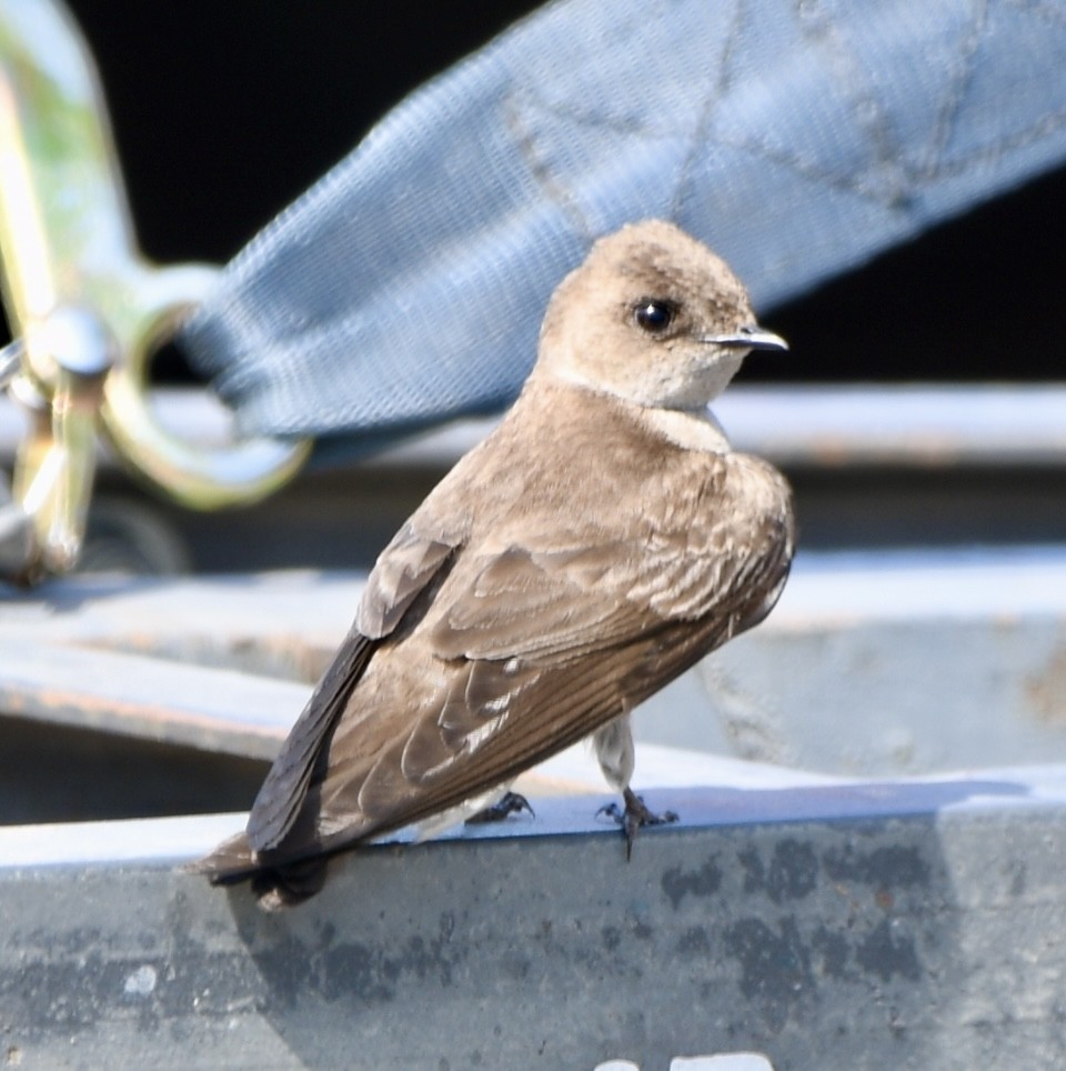 Northern Rough-winged Swallow - ML618356834