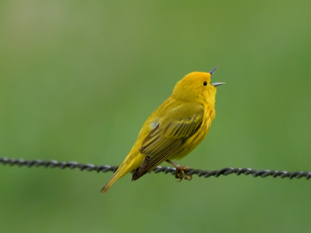 Yellow Warbler (Northern) - ML618356842