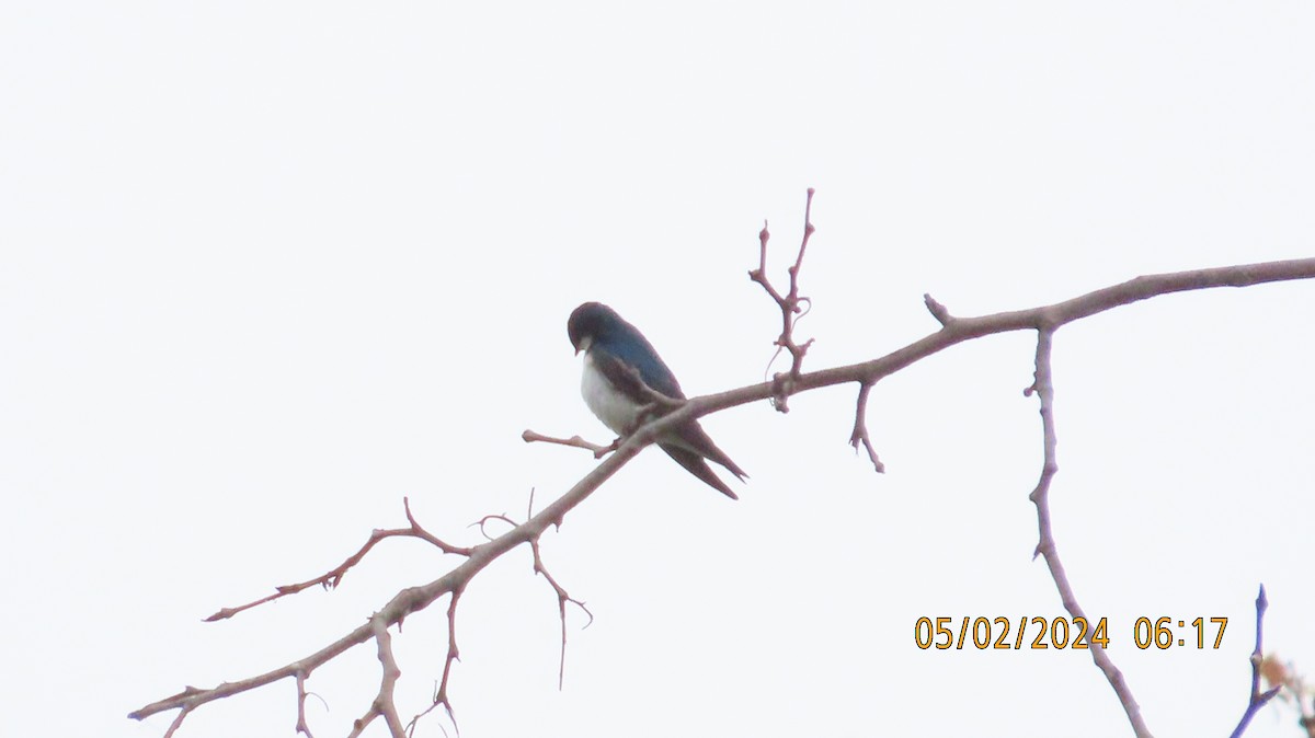 Tree Swallow - ML618356877