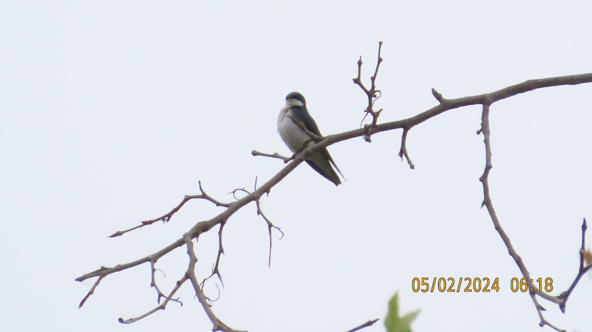 Tree Swallow - ML618356878