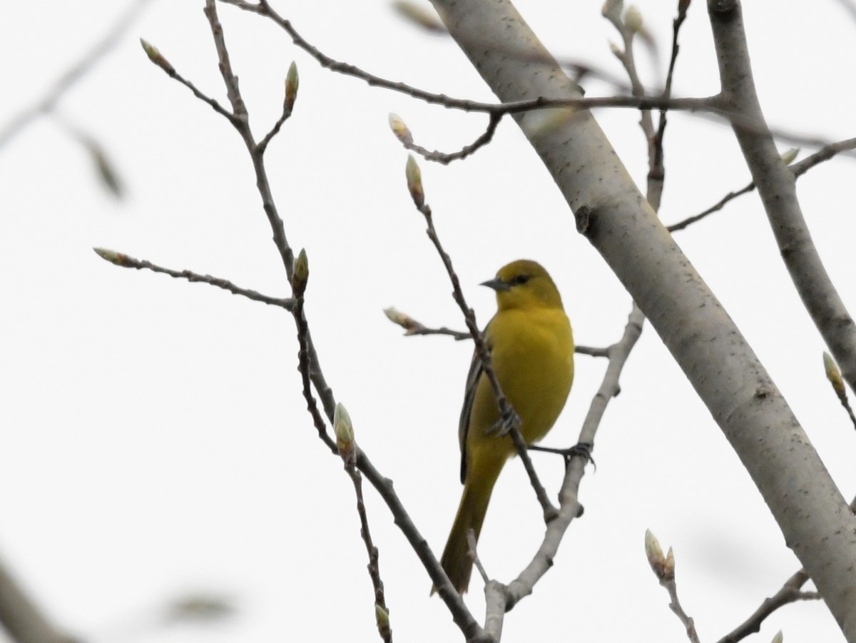 Orchard Oriole - ML618356885