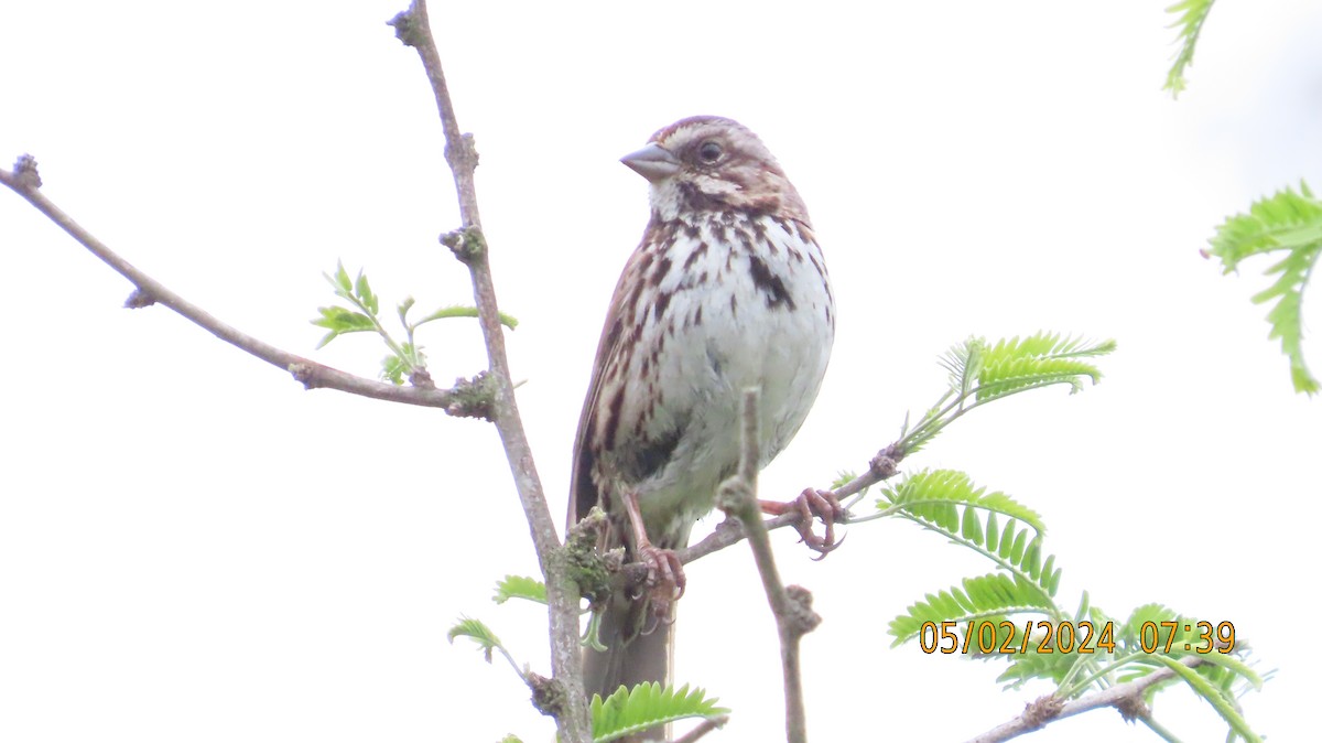 Song Sparrow - ML618356915