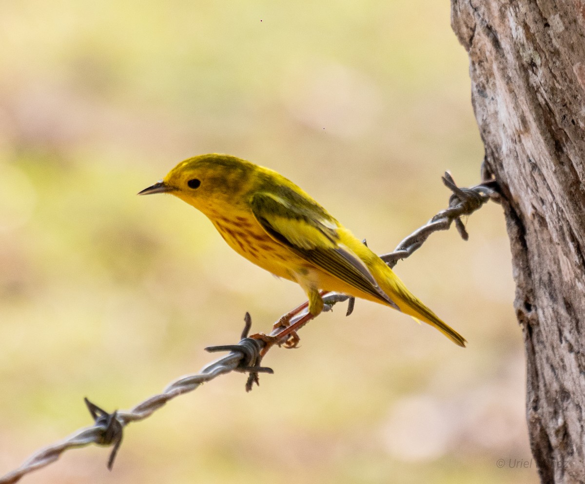 Yellow Warbler - Uriel Mtnez