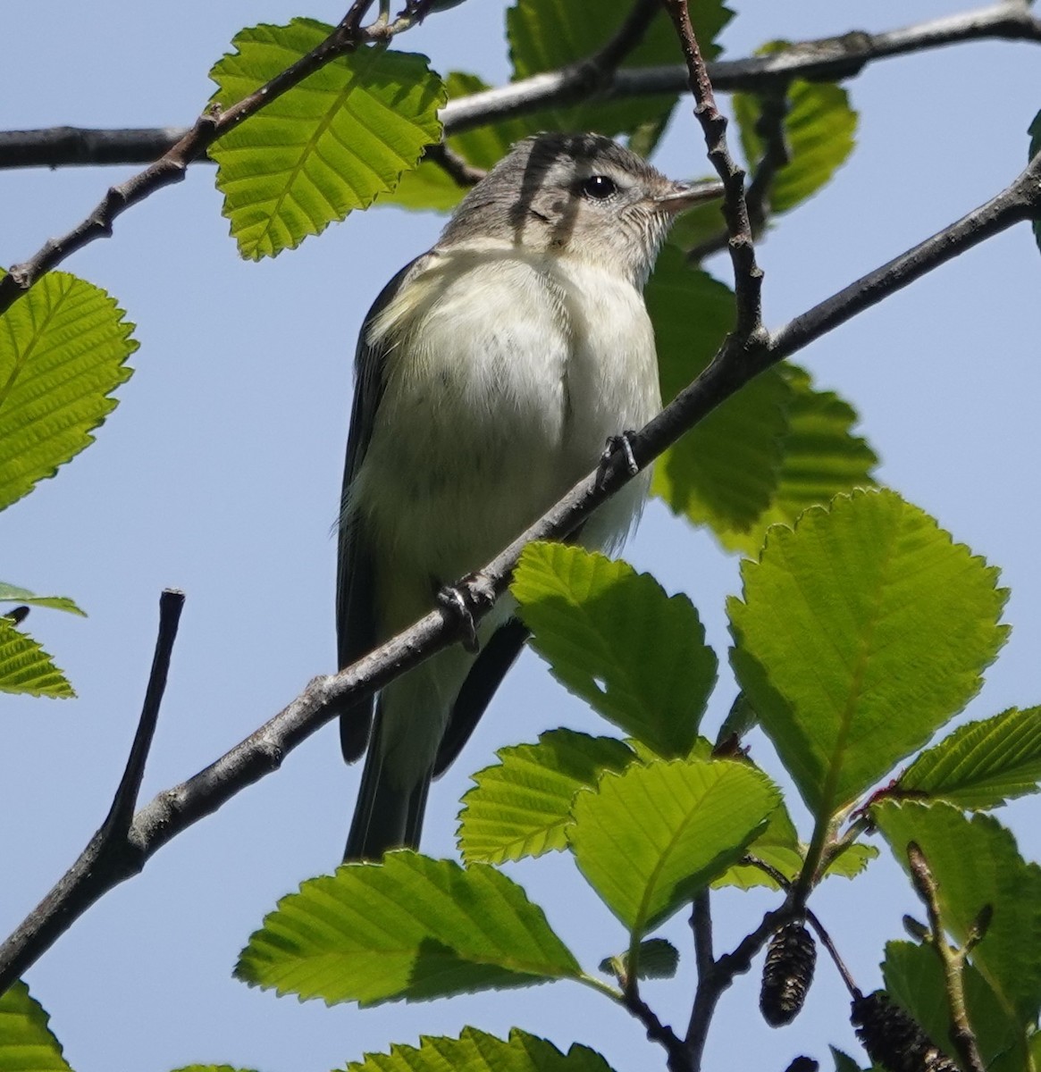 Hammond's Flycatcher - Ann Nightingale